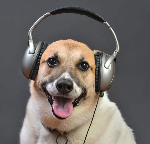 Introducing Your Dog To Headphones